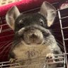 チンチラのはなちゃん🐭🌼 的头像