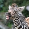 Ninety_Zebras profil fotoğrafı