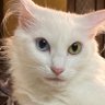Фото профиля しろねこ