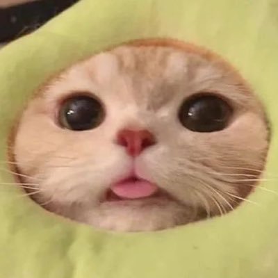 tata 🐱's profile picture