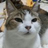 お伽の国のねこすきん's profile picture