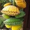 PISANG 6666 的头像