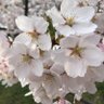 じゅーん profil fotoğrafı