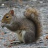 Sk8ie profil fotoğrafı