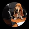 Фото профиля News Hound
