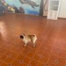 Pugmane🐾 🐛 🥫 profil fotoğrafı