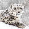 Panter's profile picture