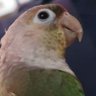wiresCS's profile picture