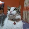 Pimienta's profile picture