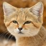 Фото профиля The Sand Cat 😺