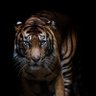 RANA RAEES profil fotoğrafı