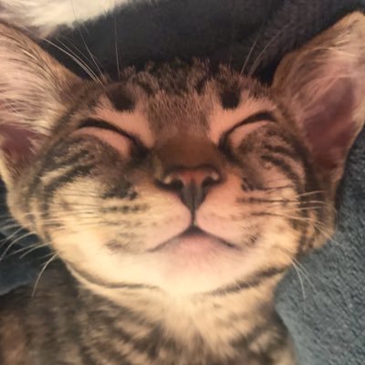 TolaAteThis's profile picture