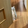 ネコは見ていた 的头像