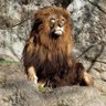 Profilbild von bullpuss