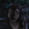 lone wolf's profile picture
