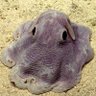 Фото профиля 🐙Dumbo Octopus🐙