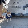 Profilbild von はむばぶ社畜神