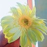 vaishu007's profile picture