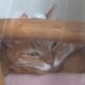 Фото профиля ねこやま