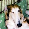 かんぞー 的头像