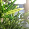 Фото профиля ملاذ 🌼