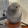 Pumipon's profile picture