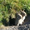 BunnymanNoEcho profil fotoğrafı