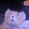 ミッキーマウス profil fotoğrafı
