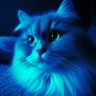 Curious Kitty Cat 的头像