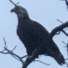 Profilbild von BirdsofPrey