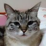 サッポロポテト炒飯's profile picture