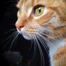 Judith Smith's profile picture