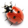 Profilbild von Bad Coccinelle