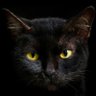 alleycat profil fotoğrafı