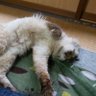 まるこまる30 的头像