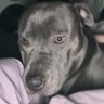 Sebastian Gracie Fultz 的头像