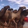 Фото профиля معانق الغيم