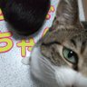 きのC 的头像