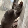 neko_sukii24 profil fotoğrafı