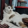 Hendra 611 profil fotoğrafı