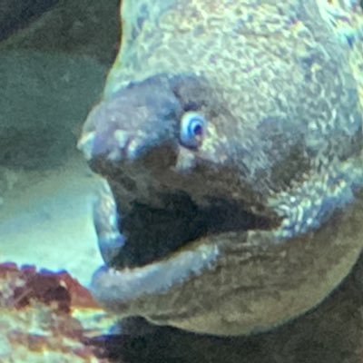 Caskui's profile picture