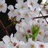 Фото профиля 🩶sakurarose🌸🌿210