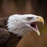 Eagle 2.0 的头像
