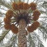 Profilbild von أحمد عبدالله