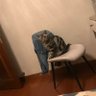 久别 profil fotoğrafı