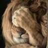 Фото профиля Simba vacciné, vermifugé, micropucé