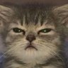 Dhruv Mittal's profile picture