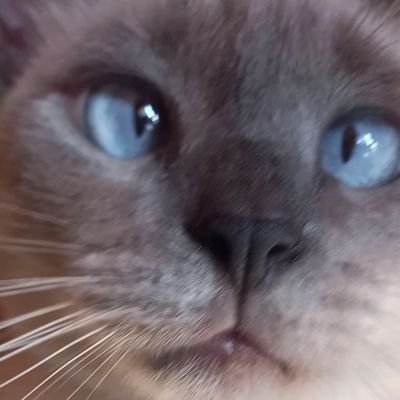 ajude um felino 🐱's profile picture