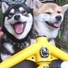 Profilbild von Mr Beige Shiba