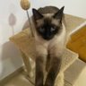 Dudda 🐈🔱🧨 的头像